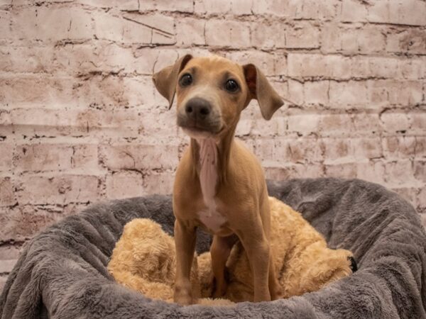 Italian Greyhound- Available 9/16-DOG-Male-Fawn-510-PetCenter Old Bridge, New Jersey