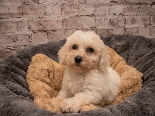 Bichon Frise- Available 9/16-DOG-Male-White-512-PetCenter Old Bridge, New Jersey