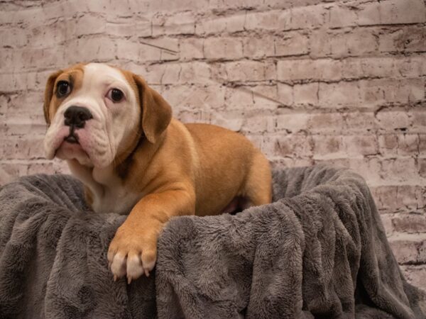 Beabull- Available 7/29-DOG-Female-Red / White-400-PetCenter Old Bridge, New Jersey