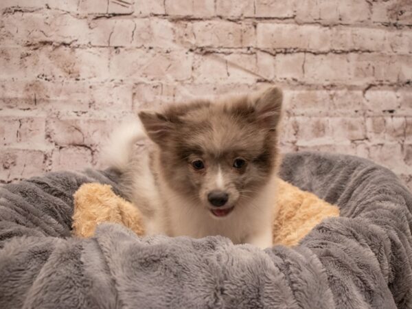 Pomeranian- Available 8/19-DOG-Male-Blue Merle-439-PetCenter Old Bridge, New Jersey
