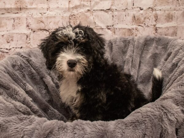 Miniature Bernedoodle- Available 9/16-DOG-Female-Tri Color-516-PetCenter Old Bridge, New Jersey