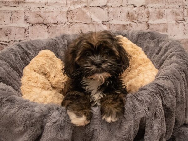 Lhasa Apso- Available 9/16-DOG-Female-Grizzle-515-PetCenter Old Bridge, New Jersey