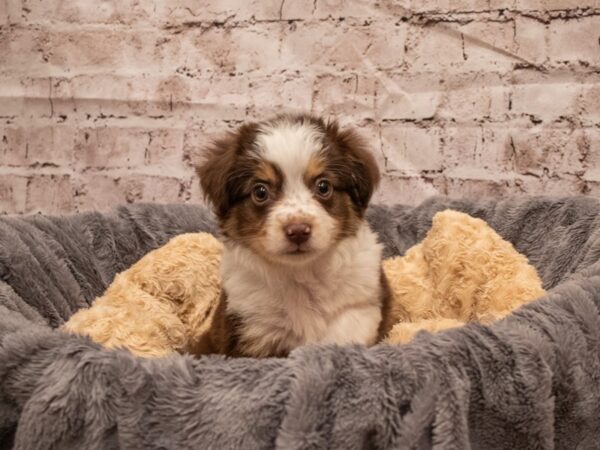 Toy Australian Shepherd- Available 9/16-DOG-Male-Red and Tan-520-PetCenter Old Bridge, New Jersey