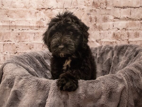 Miniature Aussiedoodle- Available 9/16-DOG-Male-Black-519-PetCenter Old Bridge, New Jersey