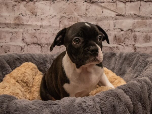 Boston Terrier- Available 9/16-DOG-Male-Black Brindle and White-517-PetCenter Old Bridge, New Jersey