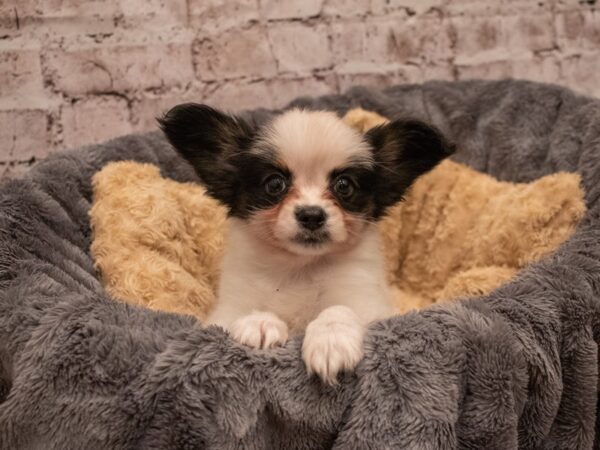 Papillon- Available 9/16-DOG-Male-White Black and Tan-514-PetCenter Old Bridge, New Jersey