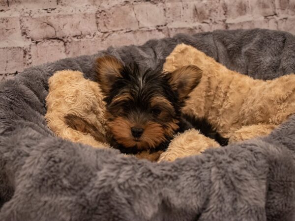 Yorkshire Terrier- Available 9/16-DOG-Male-Black and Tan-518-PetCenter Old Bridge, New Jersey