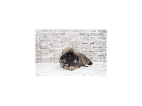 Pekingese- Available 9/23-DOG-Male-Grey Sable-535-PetCenter Old Bridge, New Jersey
