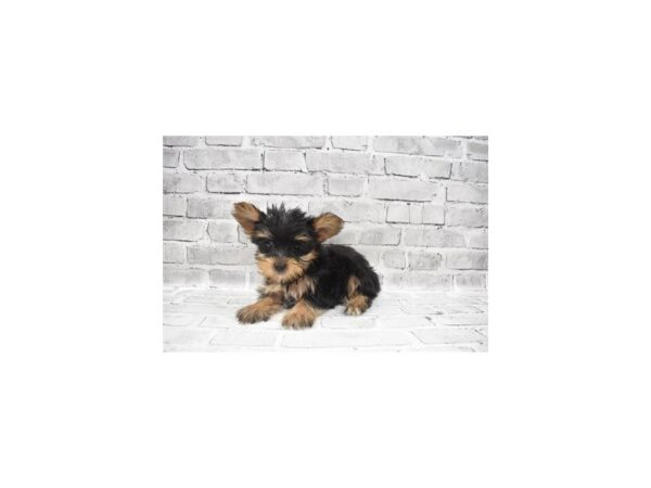 Yorkshire Terrier- Available 9/23-DOG-Female-Black and Tan-536-PetCenter Old Bridge, New Jersey