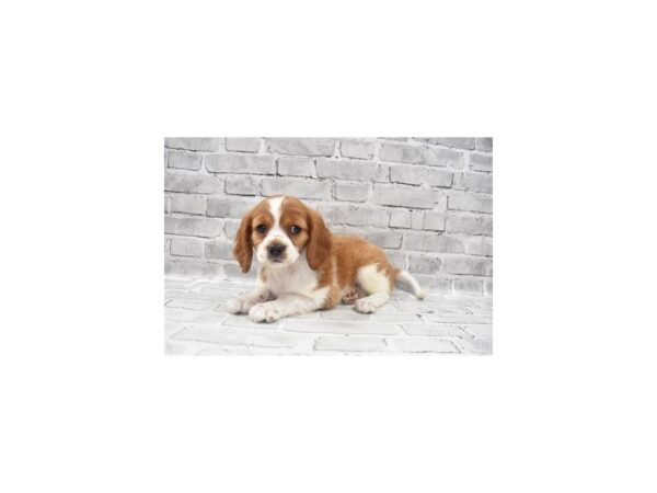 Beaglier- Available 9/23-DOG-Female-Red and White-537-PetCenter Old Bridge, New Jersey