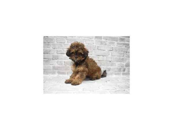Shihpoo- Available 9/23-DOG-Female-Red-538-PetCenter Old Bridge, New Jersey
