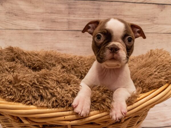 Boston Terrier-DOG-Female-Seal / White-525-PetCenter Old Bridge, New Jersey