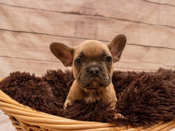 French Bulldog-DOG-Male-Blue Fawn-522-PetCenter Old Bridge, New Jersey