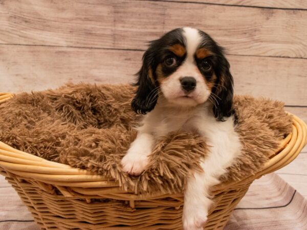 Cavalier King Charles Spaniel- Available 9/23-DOG-Female-Tri-Colored-529-PetCenter Old Bridge, New Jersey