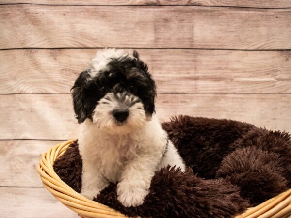 Poodle-DOG-Female-Black-528-PetCenter Old Bridge, New Jersey