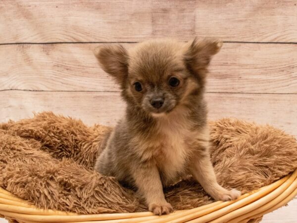 Chihuahua- Available 9/23-DOG-Male-Lavender-527-PetCenter Old Bridge, New Jersey