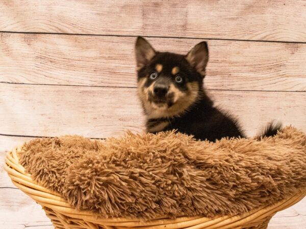 Pomsky-DOG-Male-Black-523-PetCenter Old Bridge, New Jersey