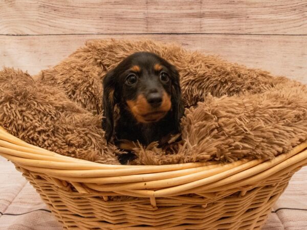 Dachshund- Available 9/23-DOG-Male-Black and Tan-534-PetCenter Old Bridge, New Jersey