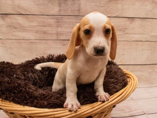 Beagle- Available 9/23-DOG-Male-Lemon and White-531-PetCenter Old Bridge, New Jersey