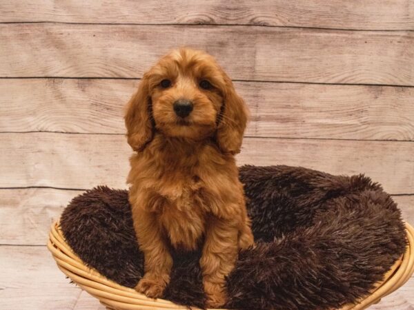 Goldendoodle Mini-DOG-Male-Red-524-PetCenter Old Bridge, New Jersey