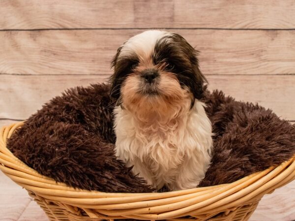 Shih Tzu- Available 9/23-DOG-Male-Red and White-530-PetCenter Old Bridge, New Jersey