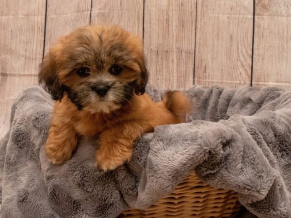 Lhasa Apso- Available 9/30-DOG-Female-Brown-546-PetCenter Old Bridge, New Jersey