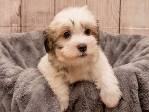 Coton De Tulear- Available 9/30-DOG-Female-Brown / White-541-PetCenter Old Bridge, New Jersey