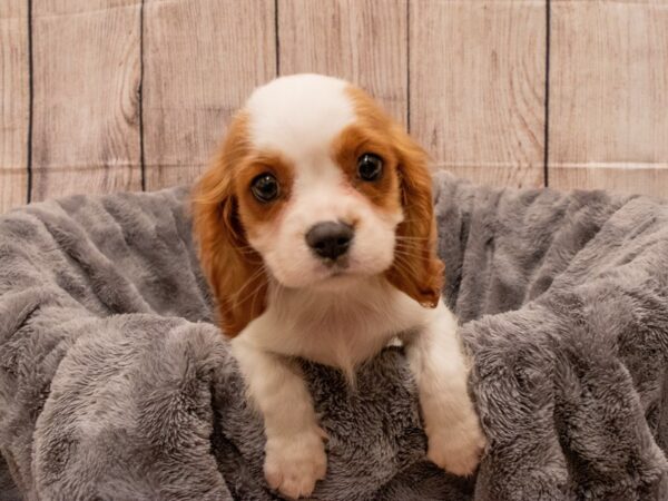 Cavalier King Charles Spaniel- Available 9/30-DOG-Male-Blenheim-547-PetCenter Old Bridge, New Jersey