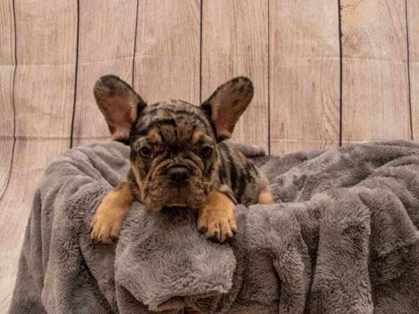 French Bulldog- Available 9/30-DOG-Female-Blue Merle-548-PetCenter Old Bridge, New Jersey