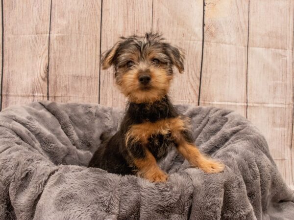 Silky Terrier- Available 9/30-DOG-Male-Silver Black and Tan-555-PetCenter Old Bridge, New Jersey