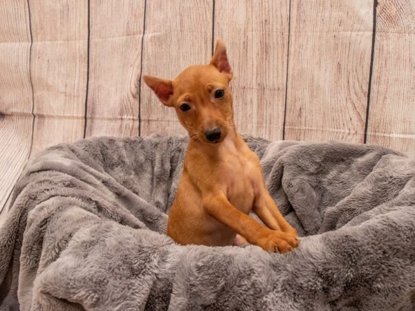 Miniature Pinscher- Available 9/30-DOG-Female-Red-554-PetCenter Old Bridge, New Jersey