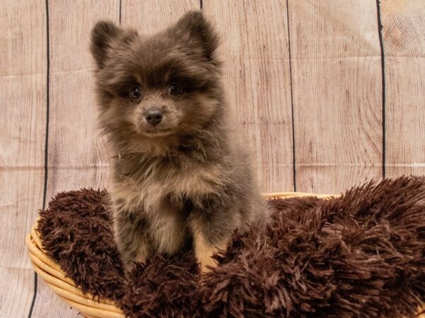 Pomeranian- Available 9/30-DOG-Male-Blue / Tan-545-PetCenter Old Bridge, New Jersey