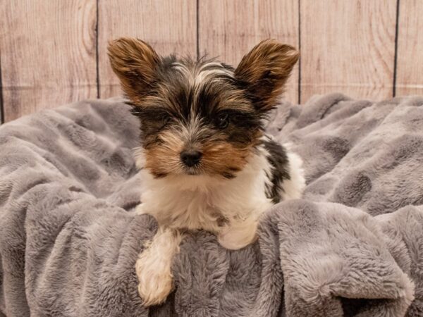 Yorkshire Terrier- Available 9/30-DOG-Male-Black Tan and White-550-PetCenter Old Bridge, New Jersey