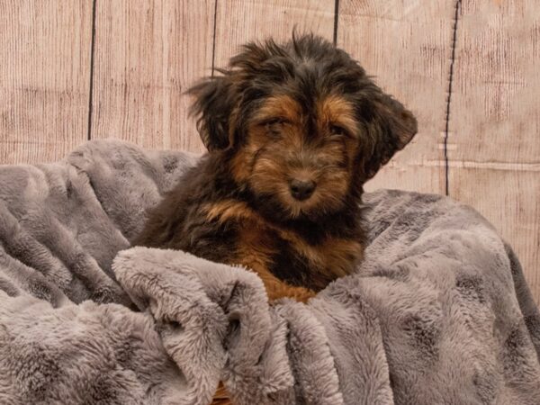 Shihpoo- Available 9/30-DOG-Male-Black and Red-556-PetCenter Old Bridge, New Jersey