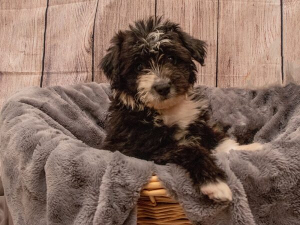 Miniature Aussiedoodle- Available 9/30-DOG-Female-Black and White-552-PetCenter Old Bridge, New Jersey