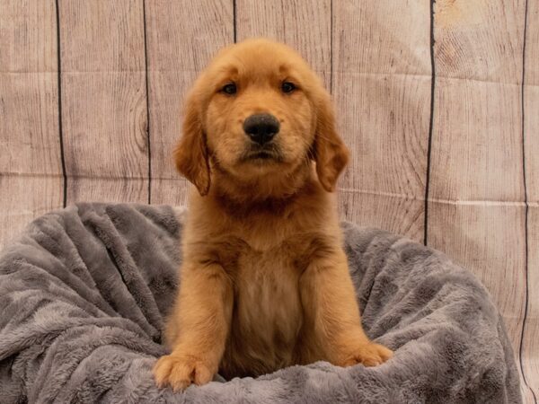 Golden Retriever- Available 9/30-DOG-Male-Golden-542-PetCenter Old Bridge, New Jersey