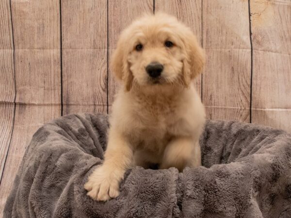 Goldendoodle- Available 9/30-DOG-Female-Golden-553-PetCenter Old Bridge, New Jersey