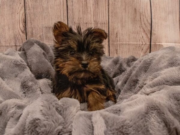 Yorkshire Terrier-DOG-Female-Black and Tan-551-PetCenter Old Bridge, New Jersey