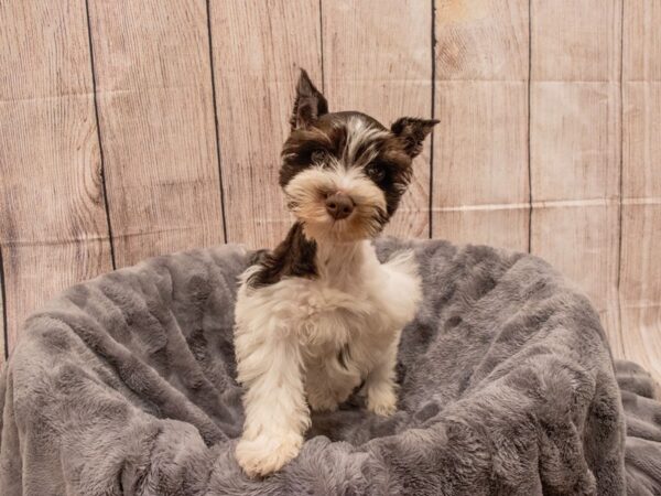 Miniature Schnauzer- Available 9/30-DOG-Male-Chocolate / White-543-PetCenter Old Bridge, New Jersey