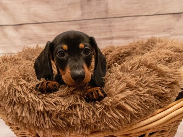 Dachshund- Available 9/23-DOG-Female-Black and Tan-533-PetCenter Old Bridge, New Jersey