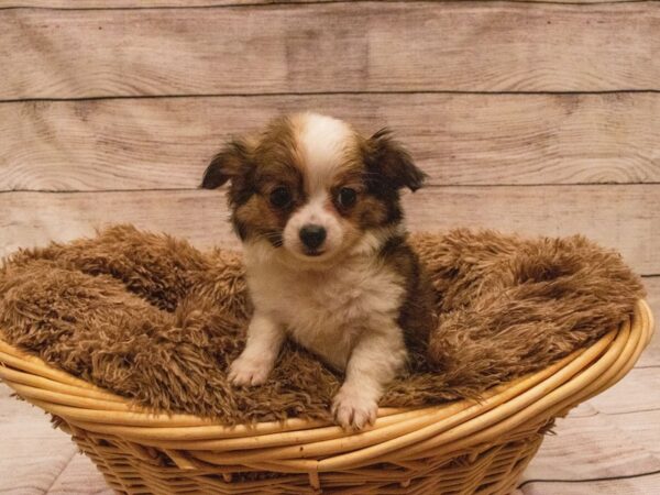 Chihuahua- Available 9/23-DOG-Male-dark fawn-526-PetCenter Old Bridge, New Jersey