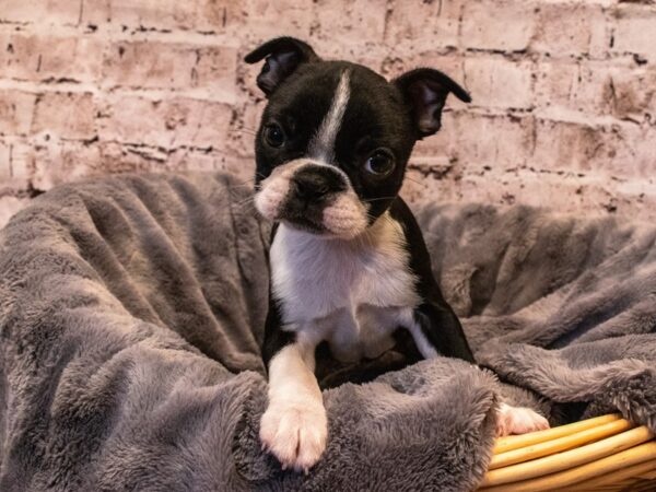 Boston Terrier- Available 10/6-DOG-Female-Black / White-557-PetCenter Old Bridge, New Jersey