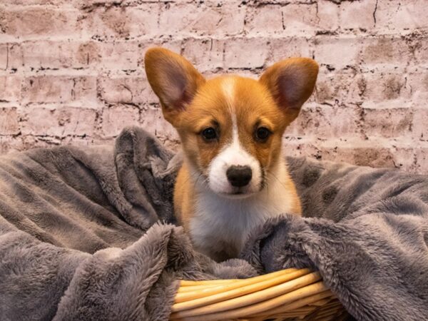 Pembroke Welsh Corgi- Available 10/6-DOG-Male-Red / White-567-PetCenter Old Bridge, New Jersey