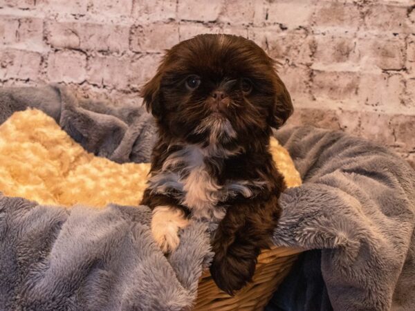 Shih Tzu- Available 10/6-DOG-Female-Chocolate-566-PetCenter Old Bridge, New Jersey