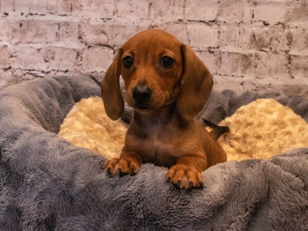 Dachshund- Available 10/6-DOG-Male-Wild Boar-562-PetCenter Old Bridge, New Jersey