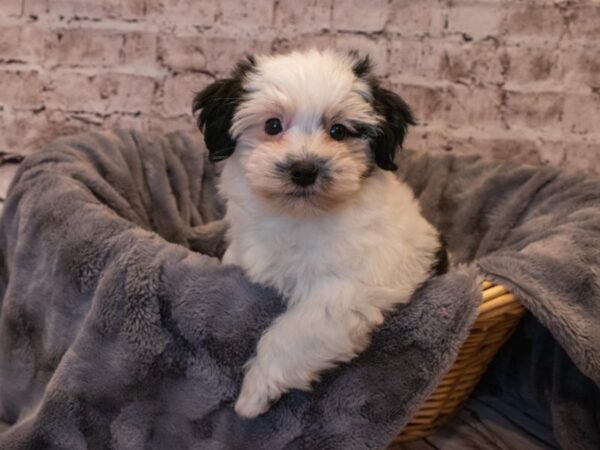 Havanese- Available 10/6-DOG-Male-Black / White-561-PetCenter Old Bridge, New Jersey