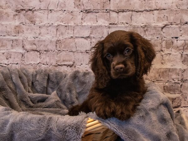 Cocker Spaniel- Available 10/6-DOG-Female-Chocolate-563-PetCenter Old Bridge, New Jersey