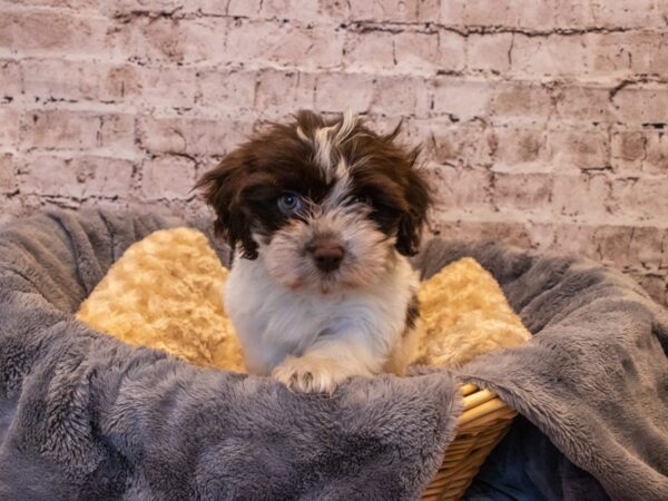 Havanese- Available 10/6-DOG-Male-Chocolate-568-PetCenter Old Bridge, New Jersey