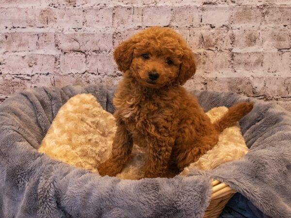 Mini Goldendoodle 2nd Gen- Available 10/6-DOG-Female-Red-572-PetCenter Old Bridge, New Jersey