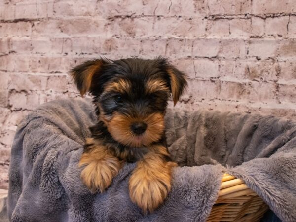 Yorkshire Terrier- Available 10/6-DOG-Male-Black and Tan-576-PetCenter Old Bridge, New Jersey